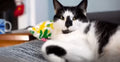 ADOPTING CASSIUS: NAVIGATING TRANSITIONS